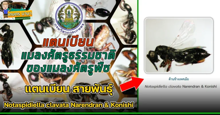 แตนเบียน สายพันธุ์ Notaspidiella clavata Narendran & Konishi แมลงศัตรูธรรมชาติ ของแมลงศัตรูพืช