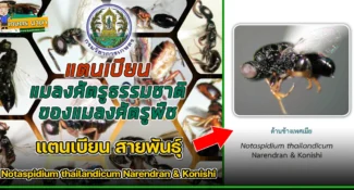 แตนเบียน สายพันธุ์ Notaspidium thailandicum Narendran & Konishi แมลงศัตรูธรรมชาติ ของแมลงศัตรูพืช