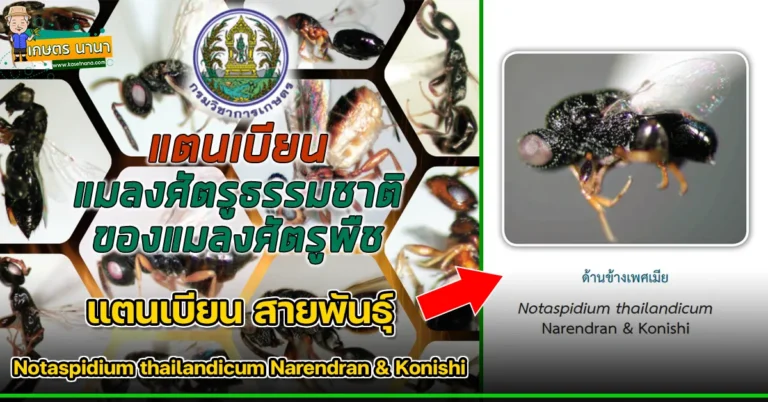แตนเบียน สายพันธุ์ Notaspidium thailandicum Narendran & Konishi แมลงศัตรูธรรมชาติ ของแมลงศัตรูพืช