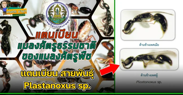 แตนเบียน สายพันธุ์ Plastanoxus sp. แมลงศัตรูธรรมชาติ ของแมลงศัตรูพืช