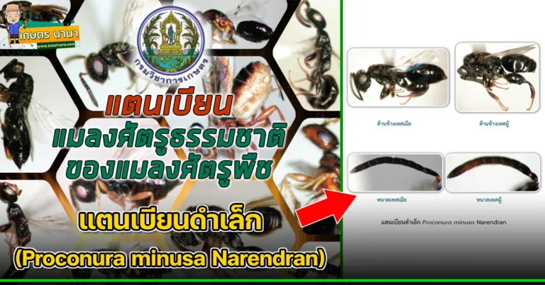 แตนเบียนดำเล็ก Proconura minusa Narendran แมลงศัตรูธรรมชาติ ของแมลงศัตรูพืช