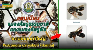 แตนเบียนดำใหญ่ Proconura caryobori (Hanna) แมลงศัตรูธรรมชาติ ของแมลงศัตรูพืช