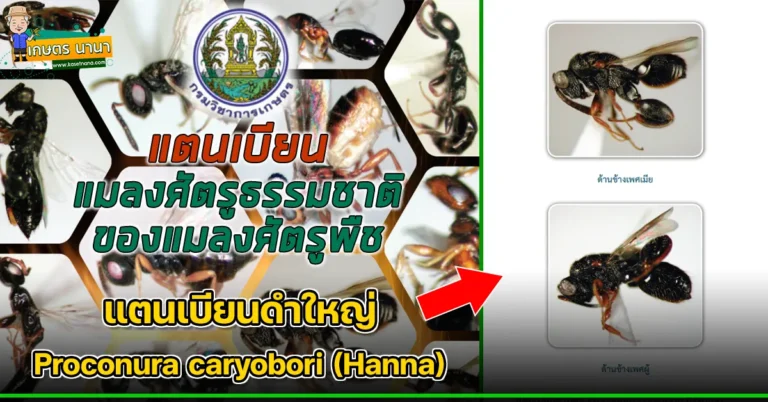 แตนเบียนดำใหญ่ Proconura caryobori (Hanna) แมลงศัตรูธรรมชาติ ของแมลงศัตรูพืช