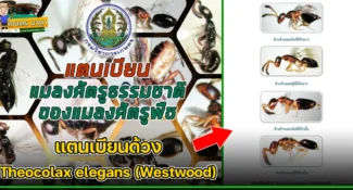 แตนเบียนด้วง Theocolax elegans (Westwood) แมลงศัตรูธรรมชาติ ของแมลงศัตรูพืช