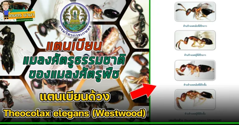 แตนเบียนด้วง Theocolax elegans (Westwood) แมลงศัตรูธรรมชาติ ของแมลงศัตรูพืช