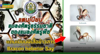 แตนเบียนผีเสื้อข้าวสาร Bracon hebetor Say แมลงศัตรูธรรมชาติ ของแมลงศัตรูพืช