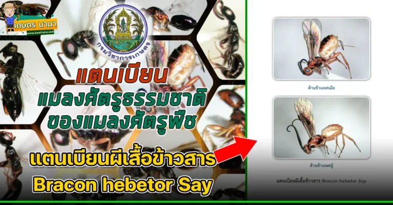 แตนเบียนผีเสื้อข้าวสาร Bracon hebetor Say แมลงศัตรูธรรมชาติ ของแมลงศัตรูพืช