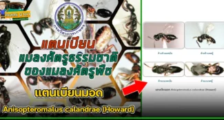 แตนเบียนมอด Anisopteromalus calandrae (Howard) แมลงศัตรูธรรมชาติ ของแมลงศัตรูพืช