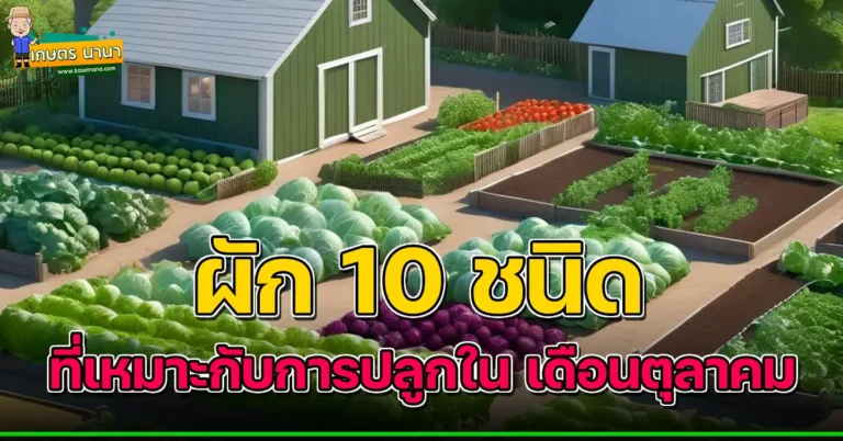 ผัก 10 ชนิด ที่เหมาะกับการปลูกในเดือนตุลาคม