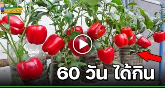 (มีคลิป) การปลูกพริกหวาน ในกระถางแบบง่ายๆ How to grow Bell Pepper