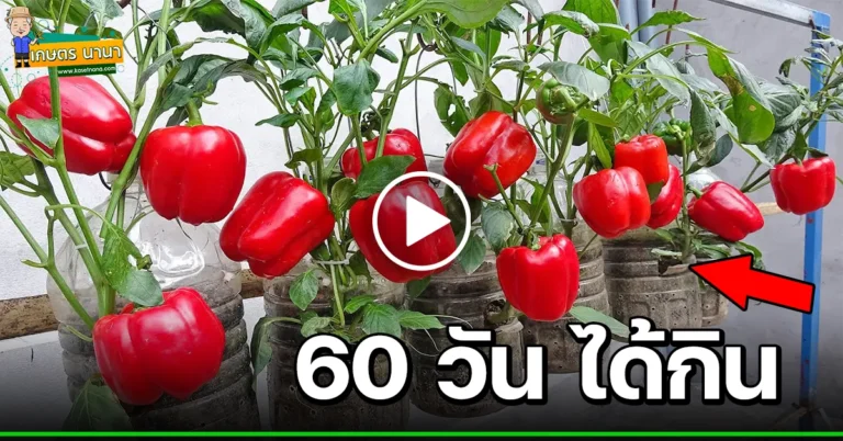 (มีคลิป) การปลูกพริกหวาน ในกระถางแบบง่ายๆ How to grow Bell Pepper