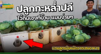 (มีคลิป) วิธีปลูกกะหล่ำปลี Cabbage แบบง่ายๆ ในกล่องโฟม พร้อมสูตรปุ๋ยหมักจากเศษอาหาร