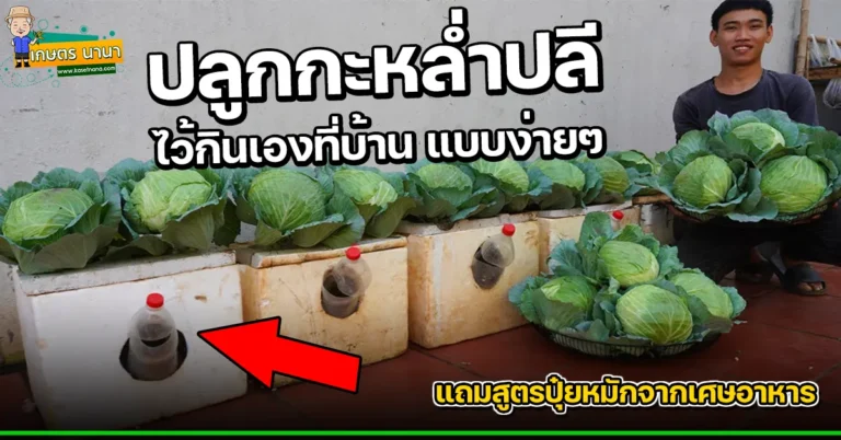 (มีคลิป) วิธีปลูกกะหล่ำปลี Cabbage แบบง่ายๆ ในกล่องโฟม พร้อมสูตรปุ๋ยหมักจากเศษอาหาร