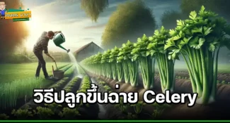 วิธีปลูกขึ้นฉ่าย Celery