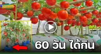 (มีคลิป) วิธีปลูกมะเขือเทศ Tomatoes ในกระสอบ และถังพลาสติก แบบ DIY การปลูกแบบง่ายๆ
