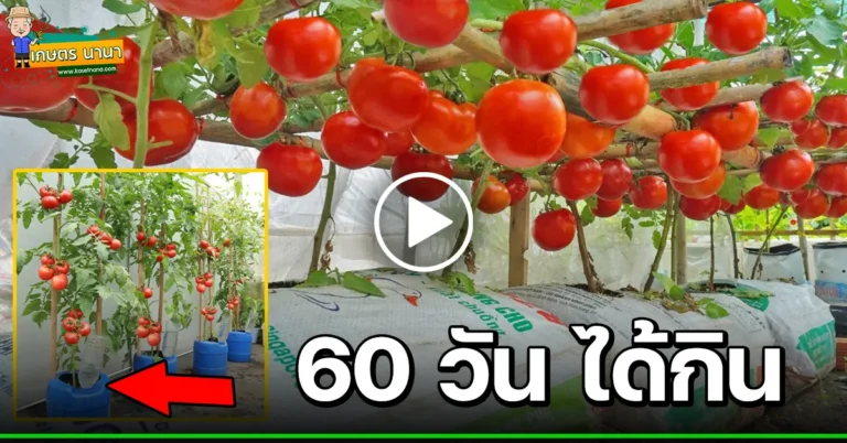(มีคลิป) วิธีปลูกมะเขือเทศ Tomatoes ในกระสอบ และถังพลาสติก แบบ DIY การปลูกแบบง่ายๆ