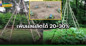 การปลูกแตงกวา แบบทำค้าง สุดง่ายๆ เพิ่มผลผลิตได้ 20-30%