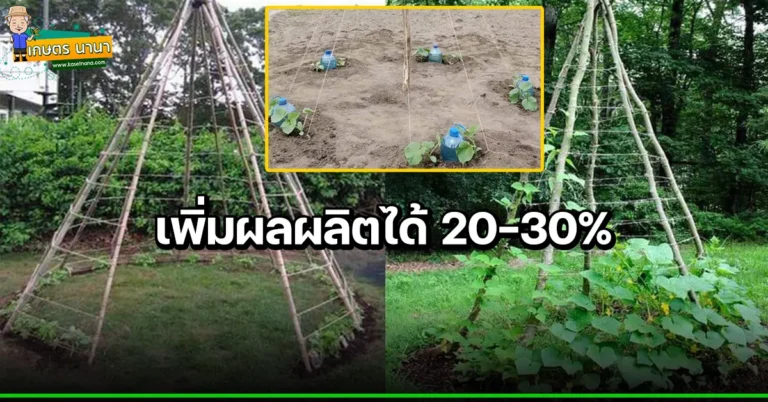 การปลูกแตงกวา แบบทำค้าง สุดง่ายๆ เพิ่มผลผลิตได้ 20-30%